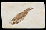 Bargain, Detailed Fossil Fish (Knightia) - Wyoming #174706-1